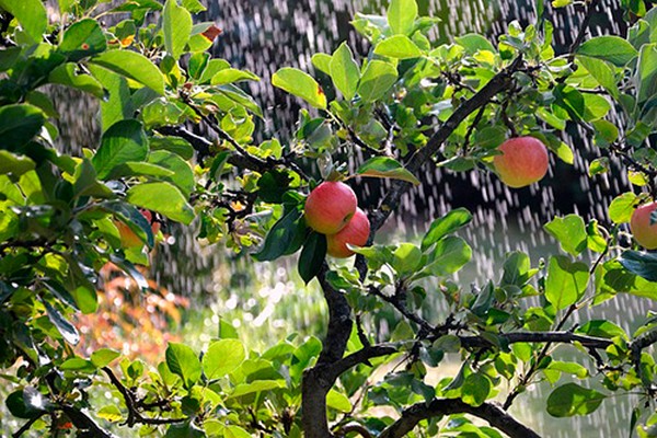 watering the apple tree in summer