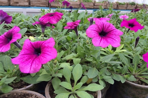 how to water petunia