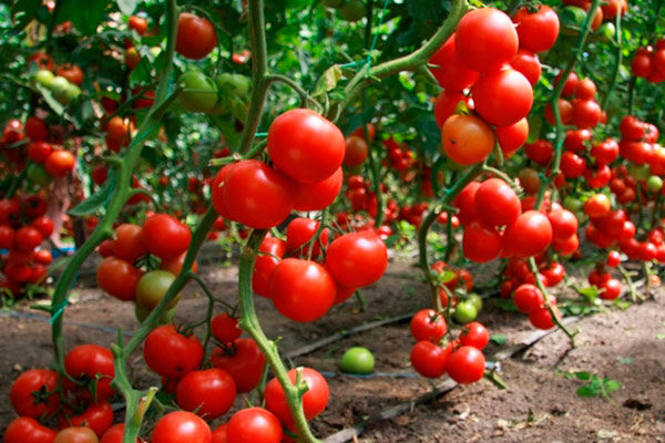 Tomate vollständige vollständige Beschreibung der Sorte