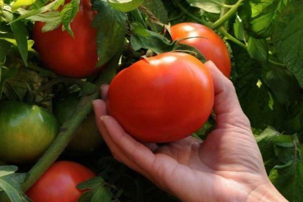 Tomate volle vollständige Fotobewertungen