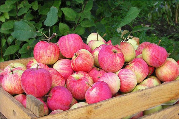 jesenné pruhované jablko
