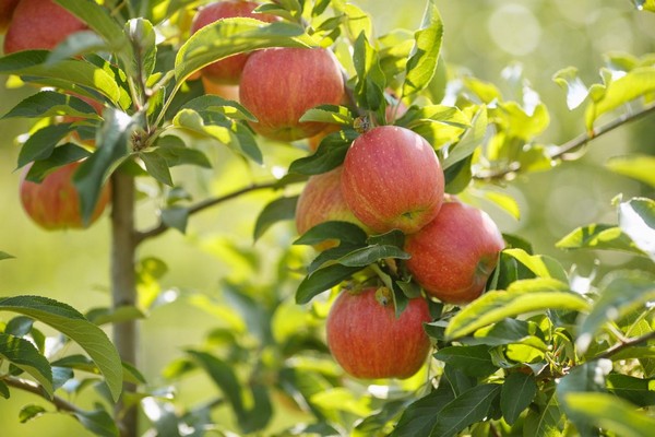 stablo jabuke jesen prugasto