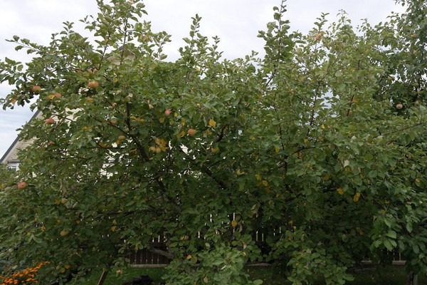 stablo jabuke jesen prugasto