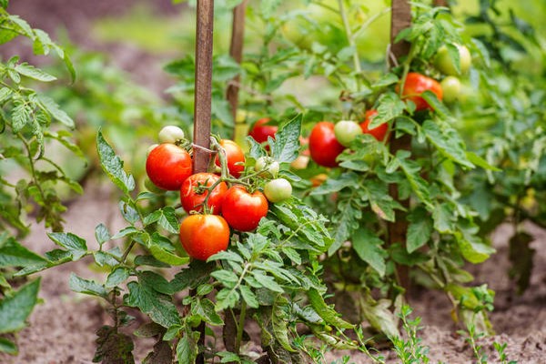 determinant tomatoes the best varieties