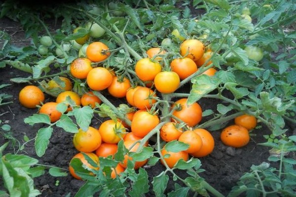 tomato determinant best