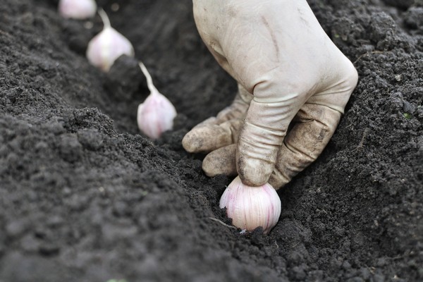 garlic planting + and care