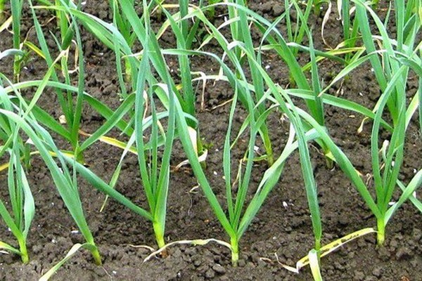 planting garlic before winter