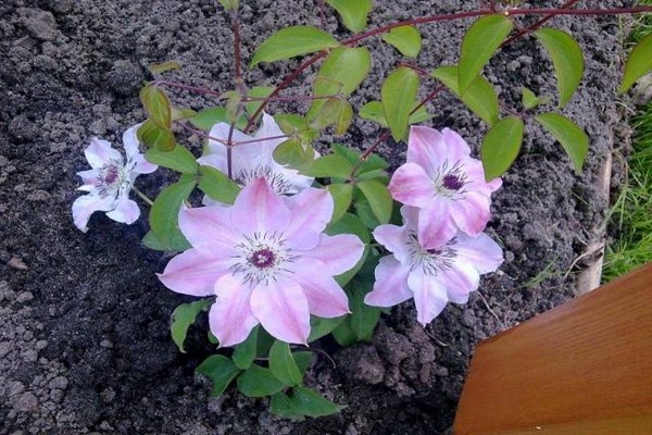 clematis planting + and care photos
