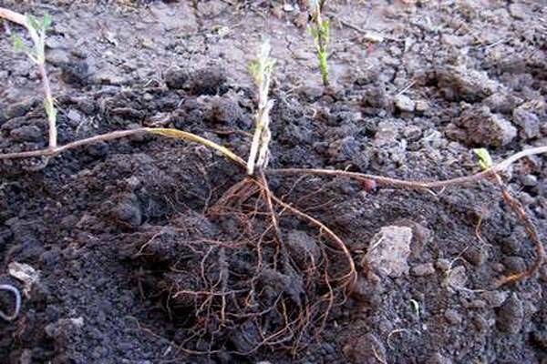 semis de clématite + en pleine terre