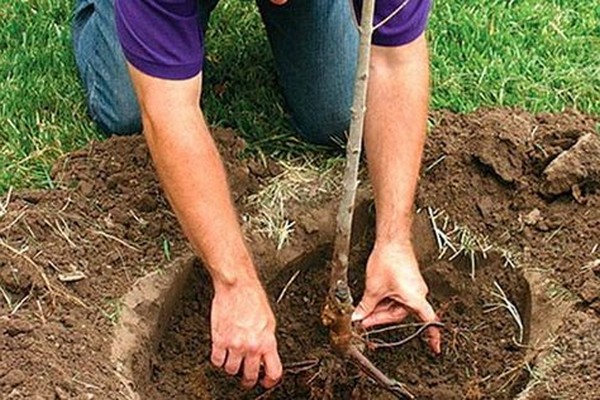 planting apple trees in spring