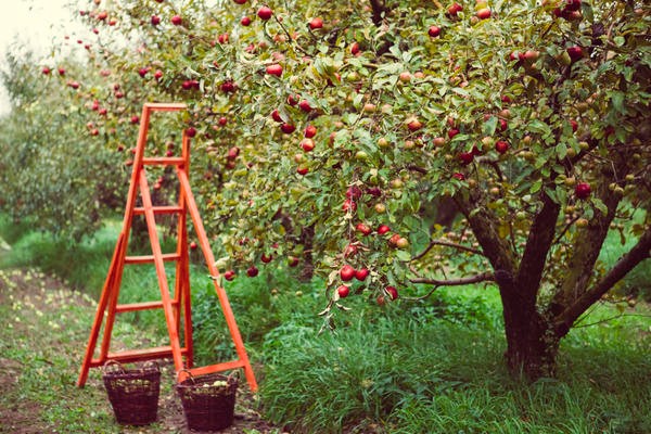 gambar penerangan pokok epal ulasan penanaman