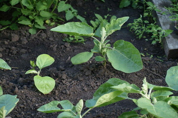sadenie baklažánu