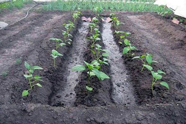planting eggplant