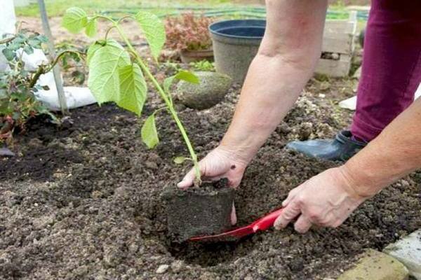 planting hydrangea