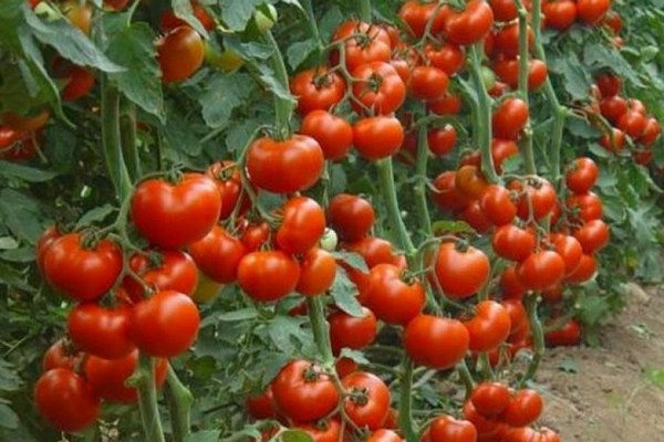 Tomatenrosa Paradies