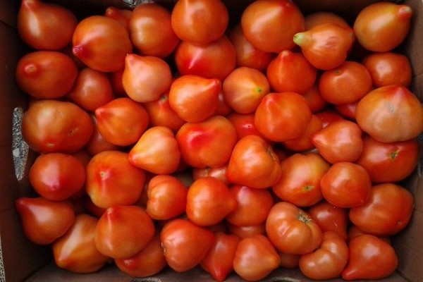 tomato prima donna photo