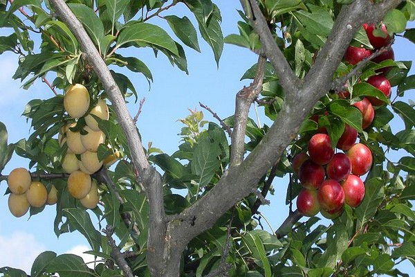 pear grafting in summer