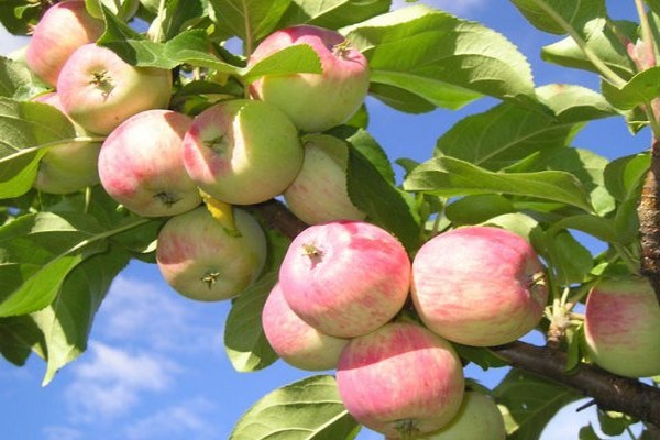 æbletræ jordnær beskrivelse