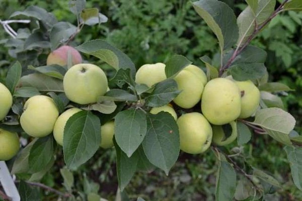 æbletræ jordnære anmeldelser