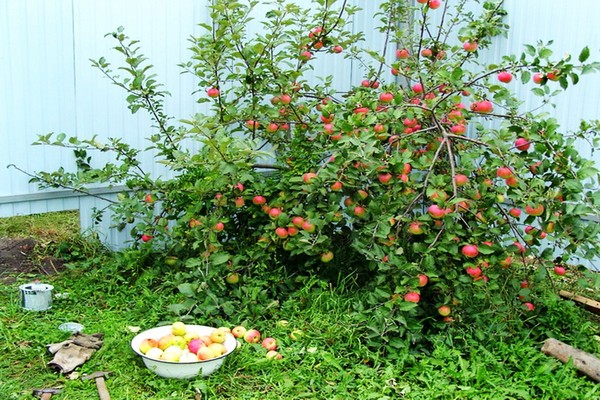 æbletræssort nede på jorden