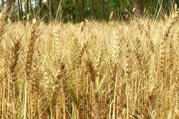 hvete som grønn gjødsel fordeler og ulemper