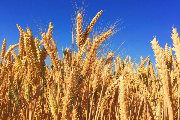 winter wheat as green manure