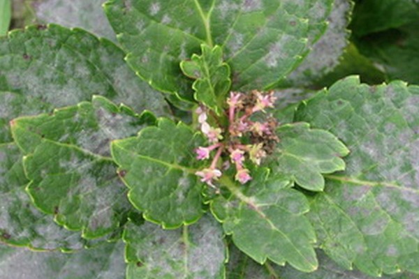 bintik + pada daun hidrangea
