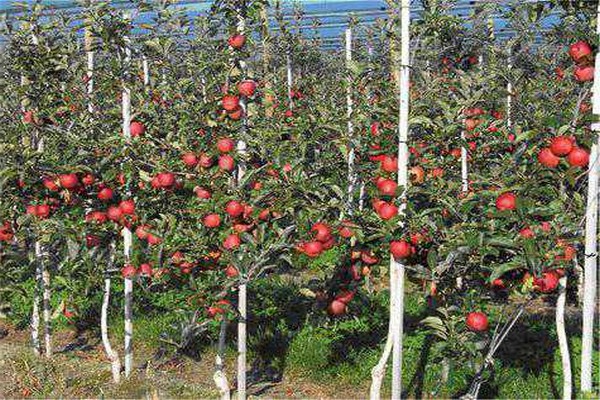 avstand mellom epletrær