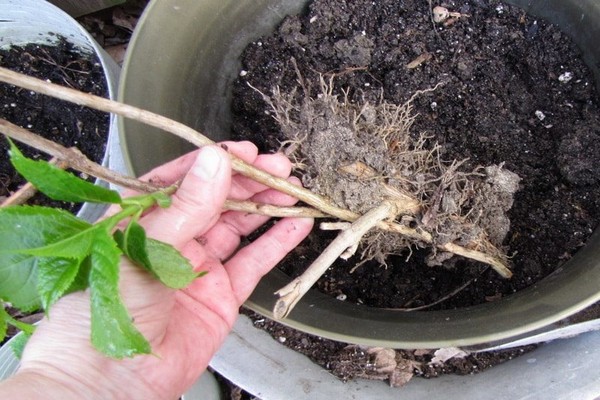 + hvordan forplante hortensia ved stiklinger om sommeren