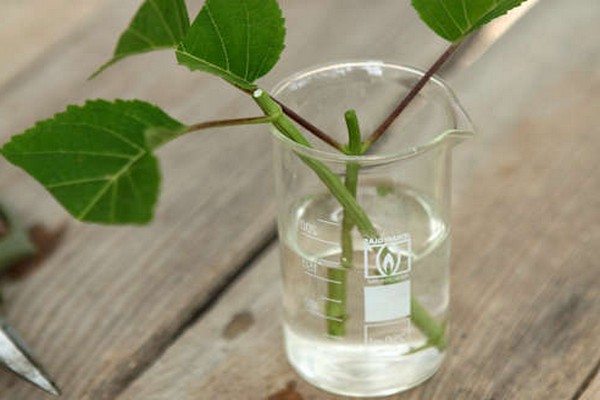 + how to propagate hydrangea in summer