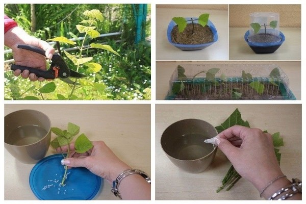 + how to propagate hydrangea by cuttings in summer