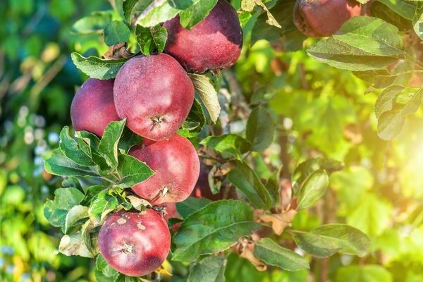 Popis odrody jabĺk Red Delicious
