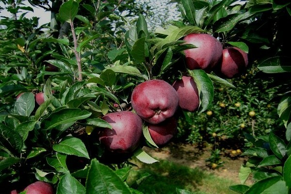 Description of the apple variety Red Delicious