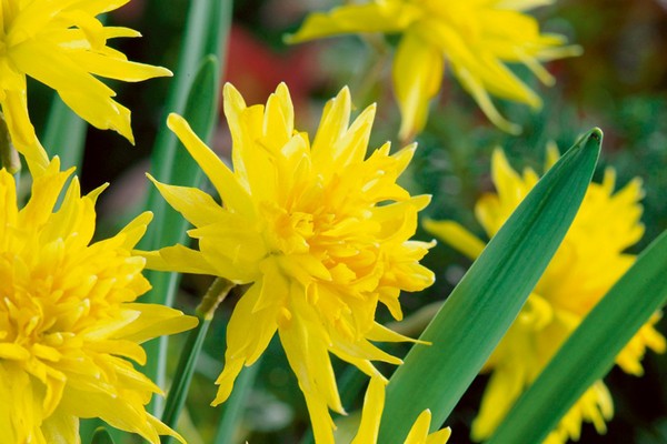 daffodil rip van winkle