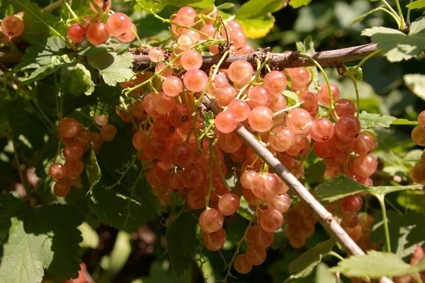 сортове розово френско грозде
