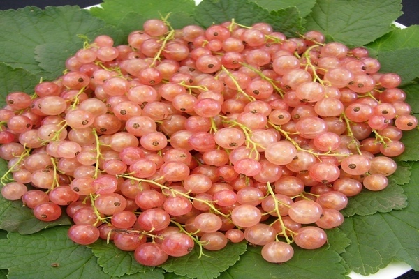 pink currant reviews