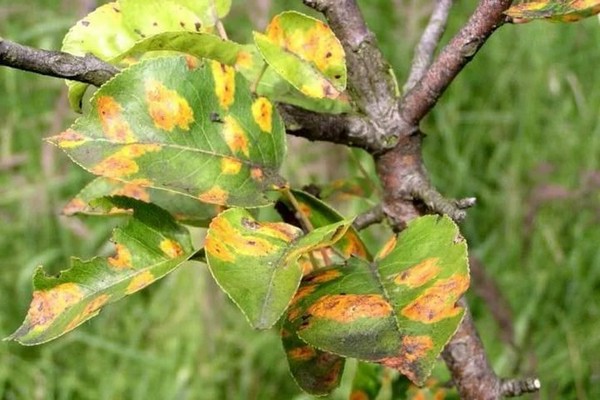 bruine vlekken + op de appelboom