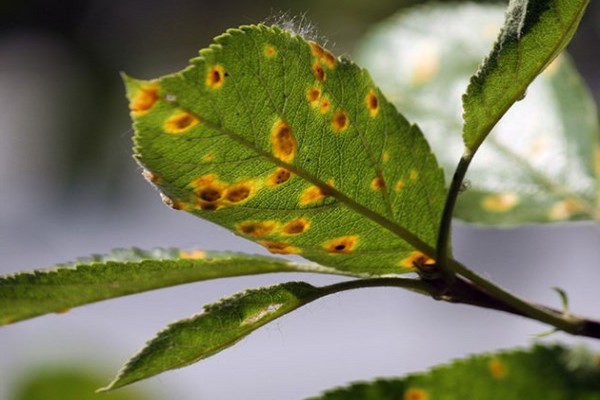 rust + on apple leaves + how to fight