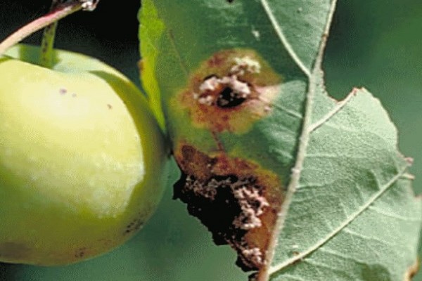 The appearance of rust on the apple tree