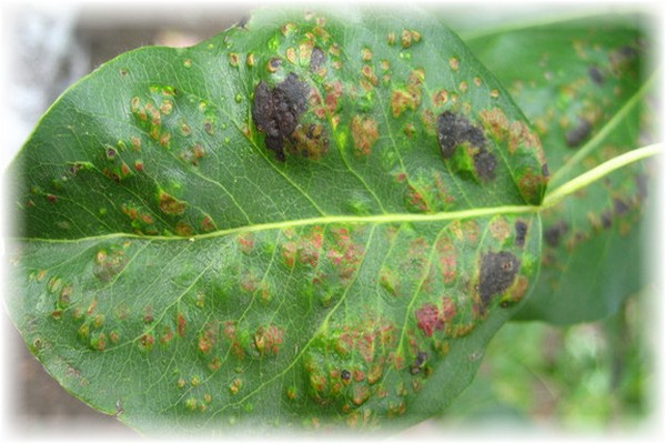 The appearance of rust on the apple tree