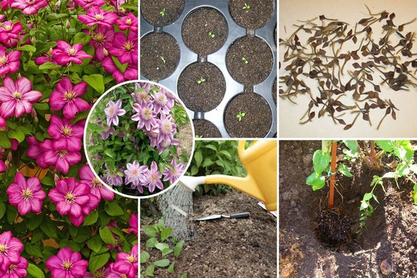 + how to grow clematis + from seeds