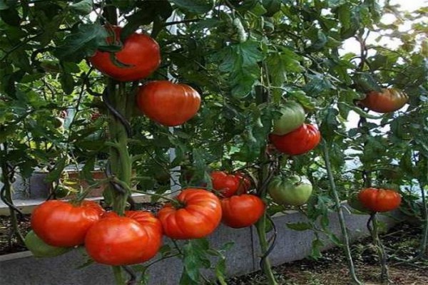 chapeau de tomate monomakh