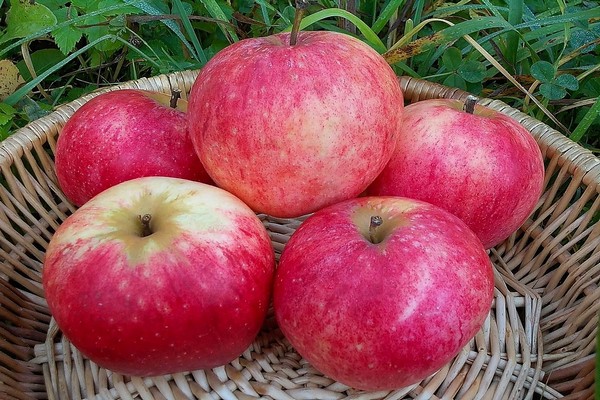 strafling epletre beskrivelse