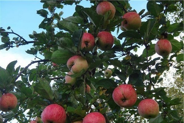 strafling æbletræ beskrivelse