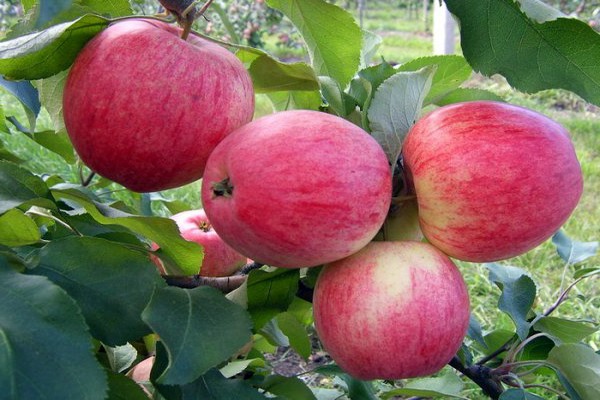 сорт описание на стъблото на ябълково дърво