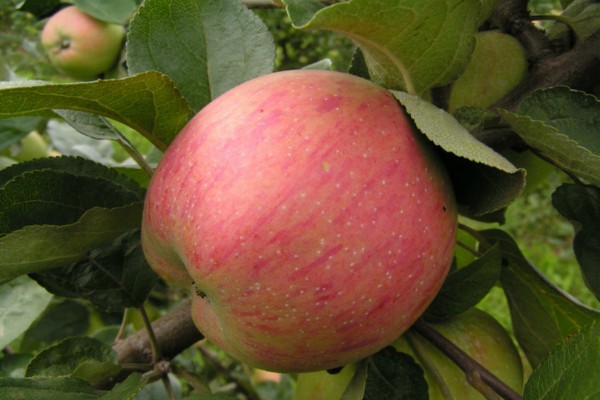 ябълково дърво стокова снимка