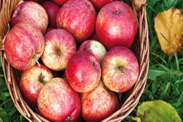 odroda opisu stonky jablone