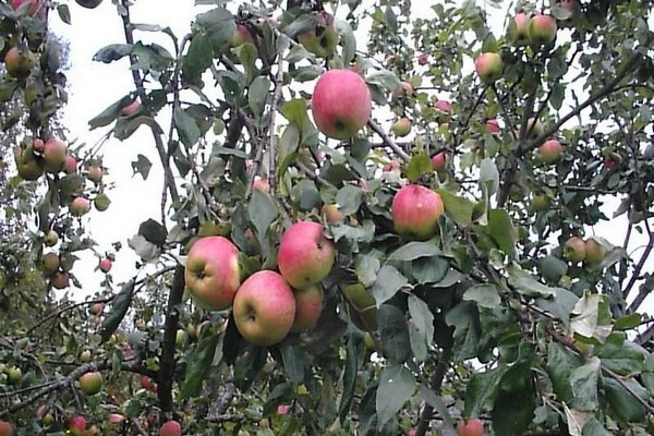 variété de pomme