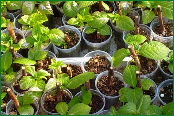 hydrangea + planting in siberia + and care