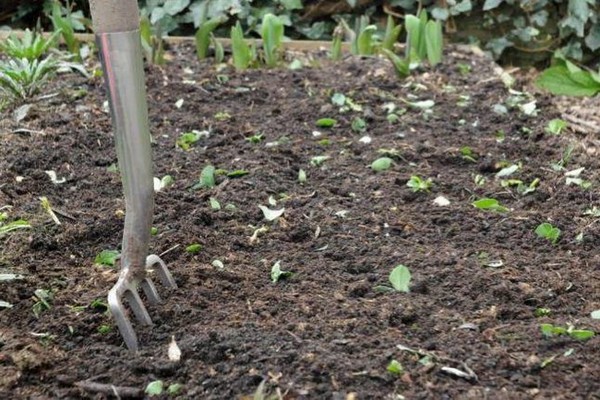 the best green manure + for potatoes